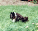 Jen's dog going to the bathroom