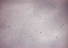 The birds circling LHS