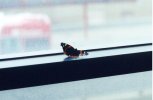 A butterfly.  No reason why it's here.