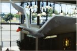 A second swan enters the building, vying for territory